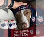 Small #1 American Pit Bull Terrier