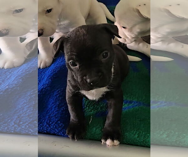 Medium Photo #4 Boxer-Unknown Mix Puppy For Sale in Estherville, IA, USA