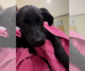 Labrador Retriever-Unknown Mix Dogs for adoption in Fremont, CA, USA