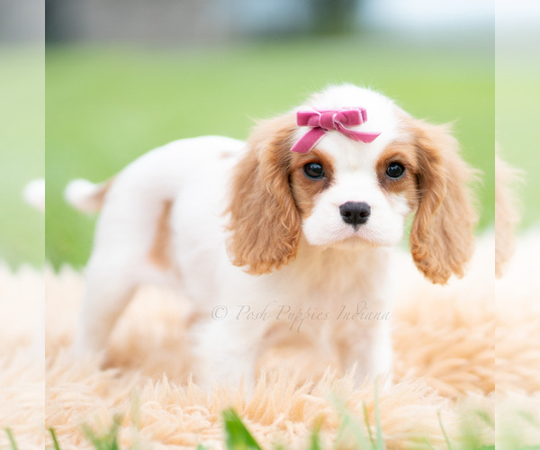 Medium Photo #4 Cavalier King Charles Spaniel Puppy For Sale in WARSAW, IN, USA