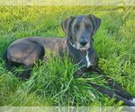 Small Photo #8 Great Dane-Labrador Retriever Mix Puppy For Sale in Bullard, TX, USA