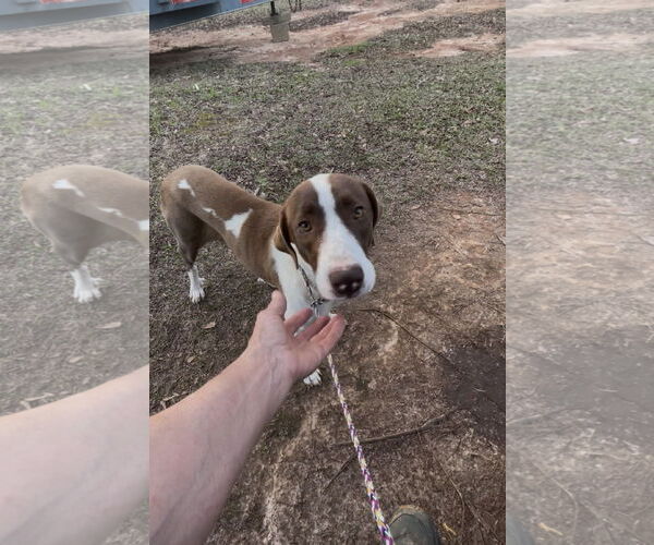 Medium Photo #4 Great Pyrenees-Pointer Mix Puppy For Sale in Rockaway, NJ, USA