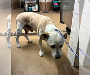 Dachshund-Unknown Mix Dogs for adoption in Chula Vista, CA, USA