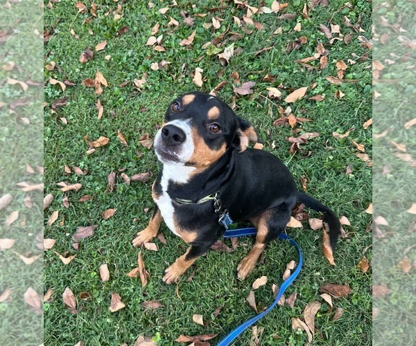 Medium Photo #4 Mutt Puppy For Sale in Westwood, NJ, USA