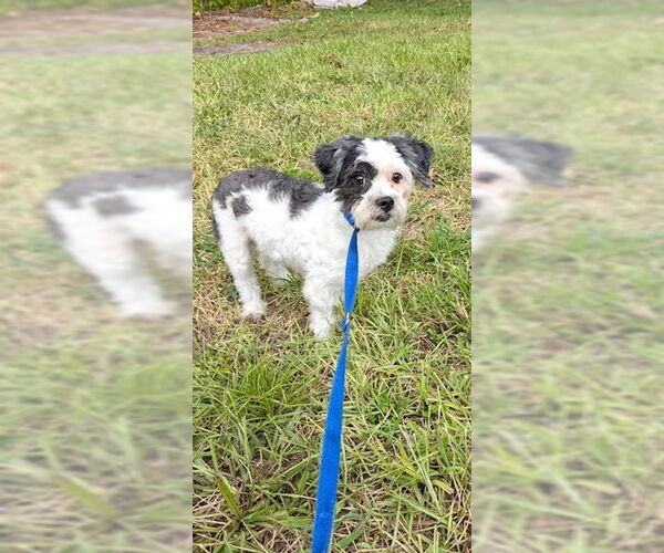Medium Photo #4 Shih Tzu Puppy For Sale in Weston, FL, USA