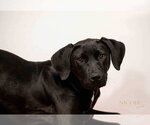 Small Photo #1 Labrador Retriever-Unknown Mix Puppy For Sale in Evansville, IN, USA