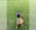 Small Photo #2 Belgian Malinois Puppy For Sale in SPARTANBURG, SC, USA