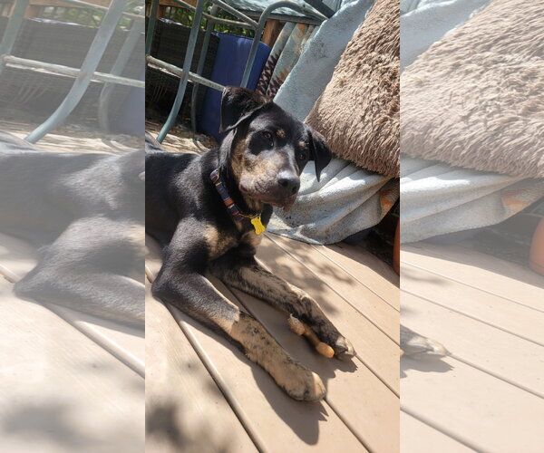 Medium Photo #6 Mutt Puppy For Sale in Sandy, UT, USA