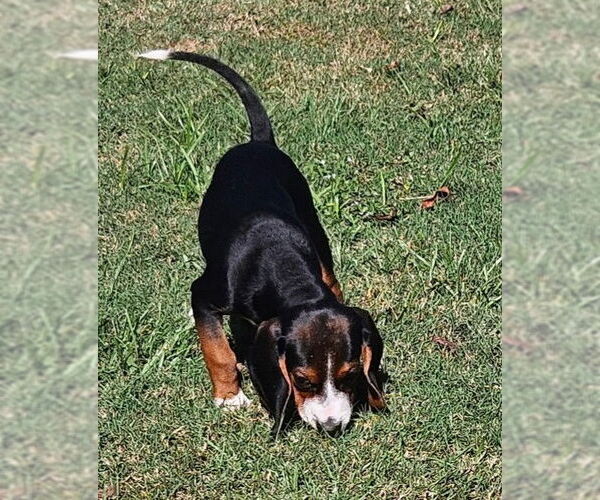 Medium Photo #7 Bagle Hound Puppy For Sale in Dunnellon, FL, USA