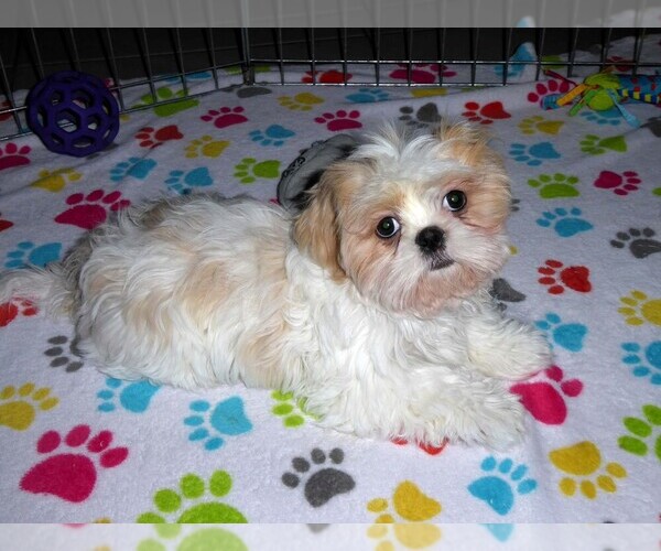 Medium Photo #10 Shih Tzu Puppy For Sale in TUCSON, AZ, USA