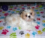 Small #9 Shih Tzu
