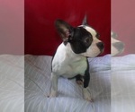Small #3 Boston Terrier