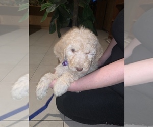 Double Doodle Puppy for Sale in ALEXANDRIA, Virginia USA