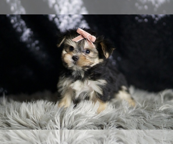 Medium Photo #6 Morkie Puppy For Sale in WARSAW, IN, USA