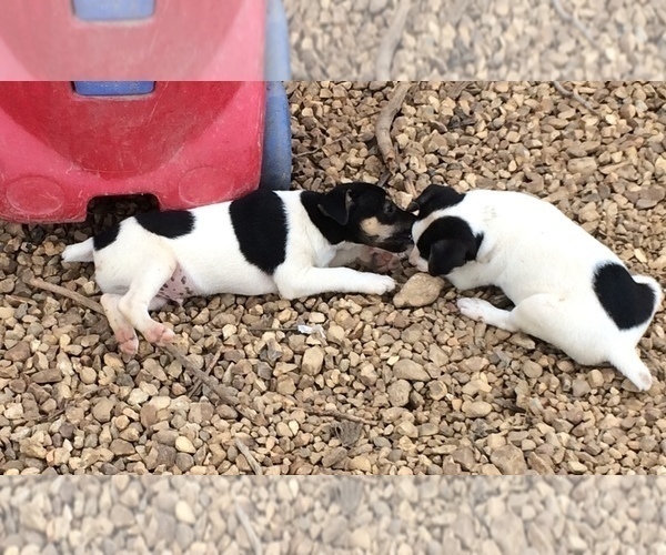 Medium Photo #5 Jack Russell Terrier Puppy For Sale in HURRICANE MILLS, TN, USA
