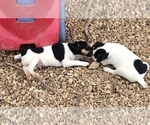 Small Photo #5 Jack Russell Terrier Puppy For Sale in HURRICANE MILLS, TN, USA
