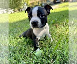 Boston Terrier Puppy for sale in GARFIELD, AR, USA