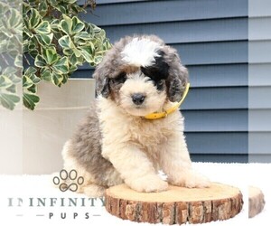 Bernedoodle (Miniature) Puppy for Sale in NEW HOLLAND, Pennsylvania USA