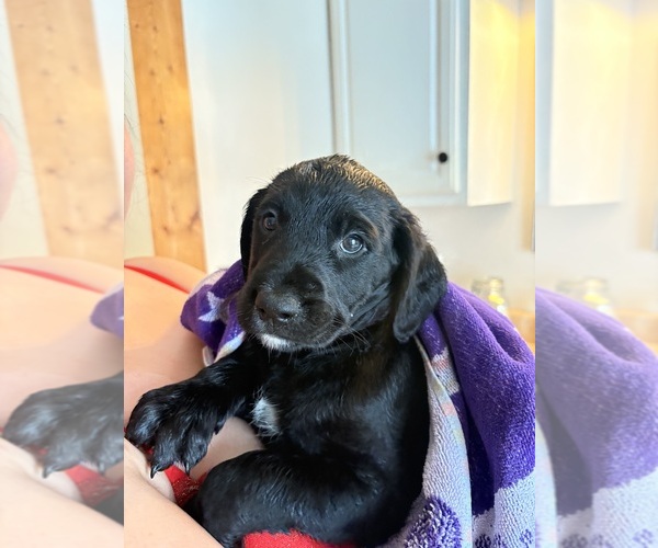 Medium Photo #1 Rottle Puppy For Sale in MARIETTA, OH, USA