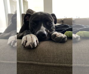 TUCKER #9 - Male American Pit Bull Terrier-Unknown Mix Dog for Adoption - Photo #5