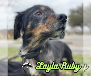 Layla Ruby - Female Dachshund-Unknown Mix Dog for Adoption - Photo #36