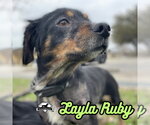 Small Photo #36 Dachshund-Unknown Mix Puppy For Sale in San Antonio, TX, USA
