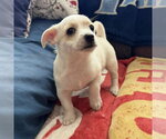 Small #2 Mutt