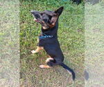 Small #2 German Shepherd Dog Mix