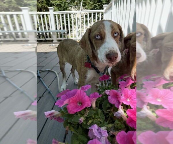 Medium Photo #6 Mutt Puppy For Sale in Boston, MA, USA