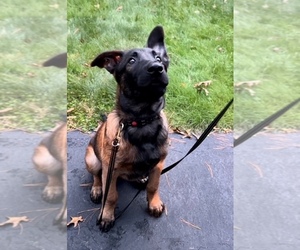 Belgian Malinois Puppy for sale in FITCHBURG, MA, USA