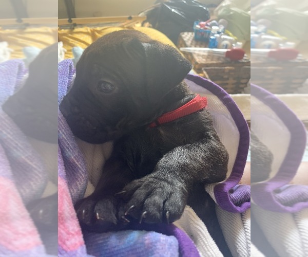 Medium Photo #90 Boerboel Puppy For Sale in LAS CRUCES, NM, USA