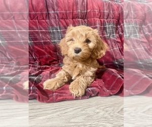 Cockapoo Puppy for sale in NORTH DECATUR, GA, USA