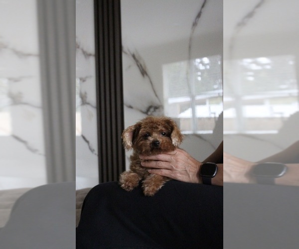 Medium Photo #1 Poodle (Toy) Puppy For Sale in PORTLAND, OR, USA