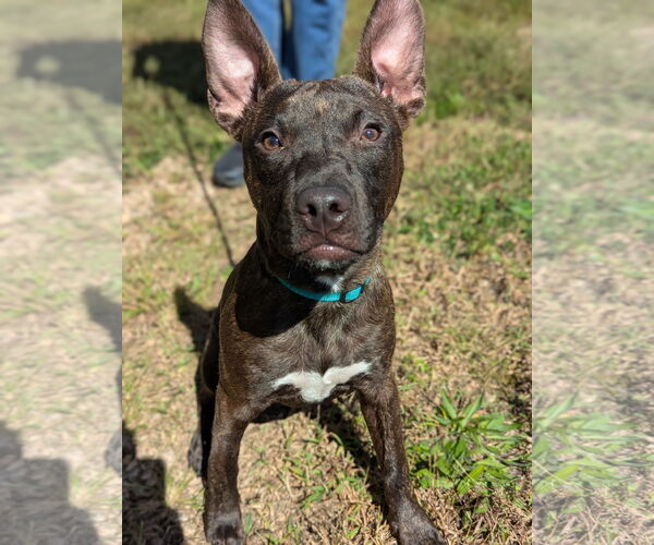 Medium Photo #2 Staffordshire Bull Terrier-Unknown Mix Puppy For Sale in Holly Springs, NC, USA
