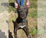 Small #1 Staffordshire Bull Terrier Mix
