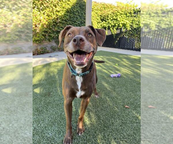 Medium Photo #3 American Staffordshire Terrier-Unknown Mix Puppy For Sale in Elk Grove, CA, USA