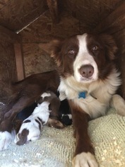 Mother of the Border Collie puppies born on 01/28/2017