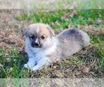 Small Photo #5 Pembroke Welsh Corgi Puppy For Sale in ELKTON, KY, USA