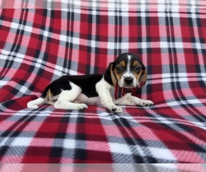 Beagle Puppy for sale in LAKELAND, FL, USA