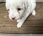 Puppy Puppy 2 Maltipoo