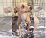 Small #1 Chihuahua Mix