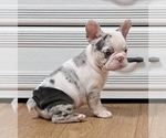Small Photo #2 French Bulldog Puppy For Sale in COCOA, FL, USA