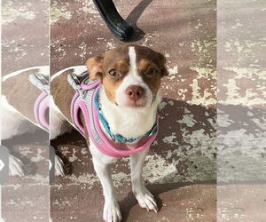 Medium Rat Terrier