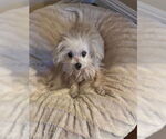 Small #2 Maltese Mix