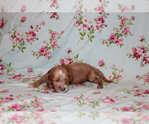 Dachshund Puppy for sale in BLOOMINGTON, IN, USA