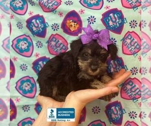 Schnauzer (Miniature) Puppy for sale in WINNSBORO, LA, USA