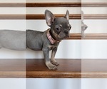 Small #2 French Bulldog