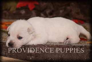 West Highland White Terrier Puppy for sale in COPPOCK, IA, USA