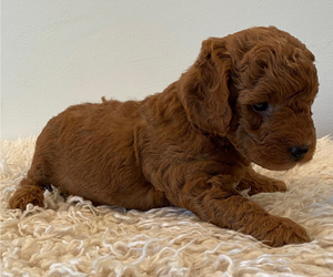 Goldendoodle (Miniature) Puppy for sale in MOUNTAIN HOME, TX, USA