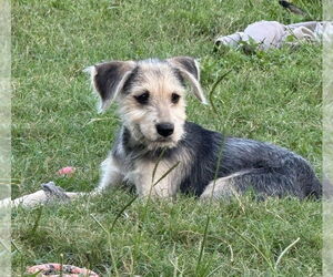 Airedale Terrier-Unknown Mix Dogs for adoption in Lakewood, CO, USA